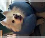 Small #6 American Eskimo Dog