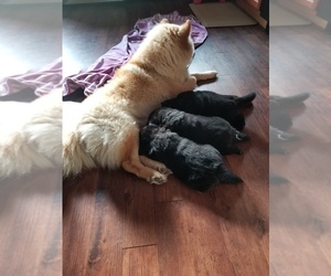Chow Chow Puppy for sale in VALPARAISO, IN, USA
