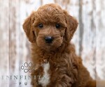 Small #4 Goldendoodle (Miniature)