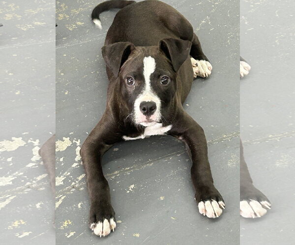Medium Photo #1 American Pit Bull Terrier-Unknown Mix Puppy For Sale in Hillsboro, MO, USA