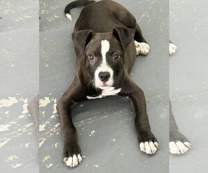 American Pit Bull Terrier-Unknown Mix Dogs for adoption in Hillsboro, MO, USA