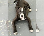 Small American Pit Bull Terrier Mix