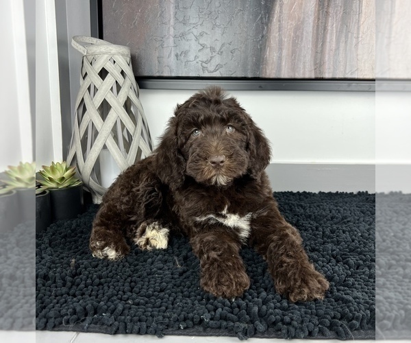 Medium Photo #2 Miniature Labradoodle Puppy For Sale in FRANKLIN, IN, USA