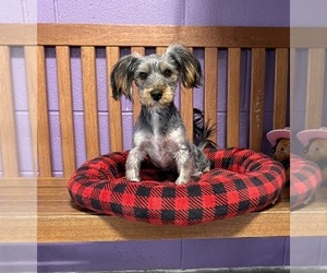 Dachshund-Unknown Mix Dogs for adoption in Genesee, WI, USA