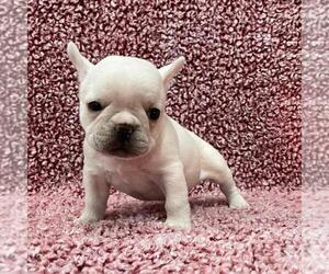 French Bulldog Puppy for sale in JOHNS ISLAND, SC, USA