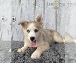 Small Photo #1 Pomsky Puppy For Sale in LOUISVILLE, KY, USA