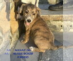 Small Australian Shepherd-Boxer Mix