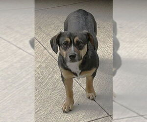 Beagle-Unknown Mix Dogs for adoption in Rockaway, NJ, USA