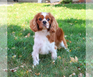 Father of the Cavalier King Charles Spaniel puppies born on 04/14/2025