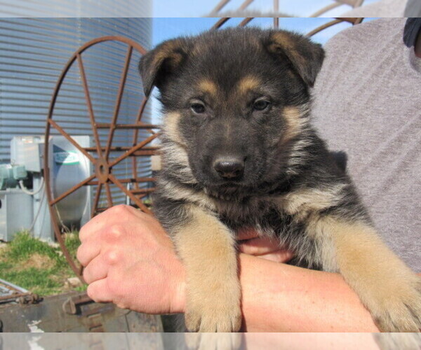 Medium Photo #1 German Shepherd Dog Puppy For Sale in COLUMBUS, NE, USA