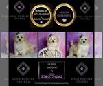 Small #1 Maltipoo (Toy)