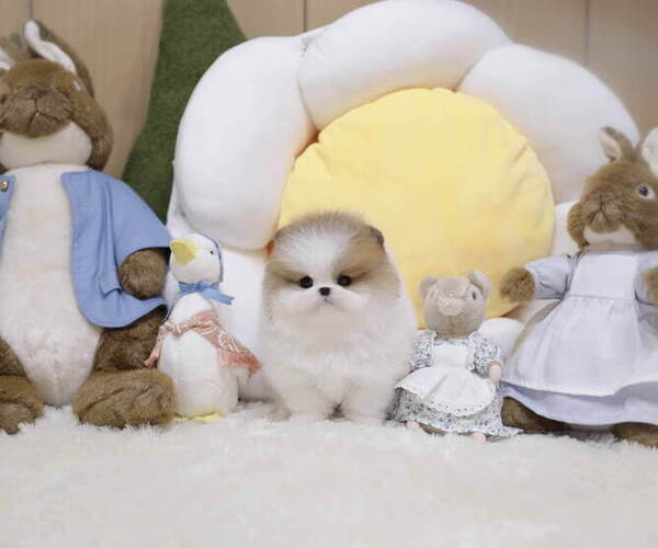 Medium Photo #3 Pomeranian Puppy For Sale in Seoul, Seoul, Korea, South