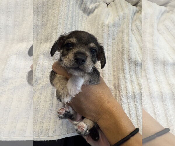 Medium Photo #1 Chihuahua Puppy For Sale in Jackson Township, NJ, USA