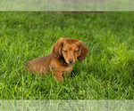 Small #1 Dachshund