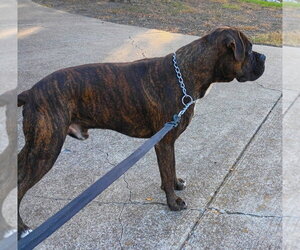 Chato II - Male Boxer Dog for Adoption - Photo #3