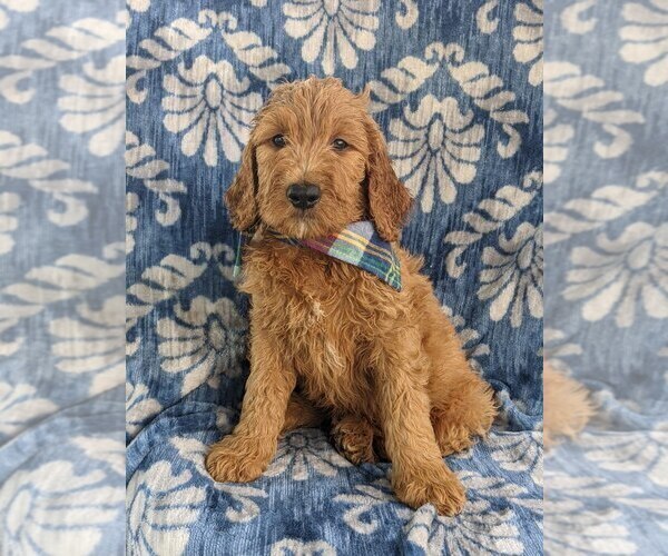 Medium Photo #3 Goldendoodle Puppy For Sale in CHRISTIANA, PA, USA