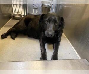 Shepradors Dogs for adoption in Modesto, CA, USA