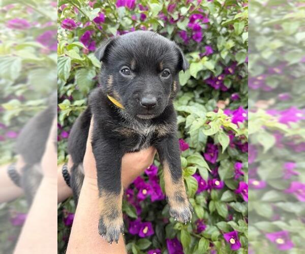 Medium Photo #1 Mutt Puppy For Sale in Riverside, CA, USA