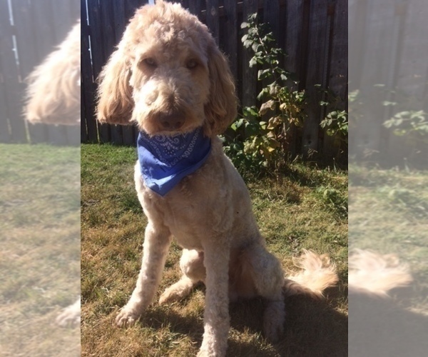Medium Photo #1 Golden Mountain Doodle  Puppy For Sale in KALISPELL, MT, USA