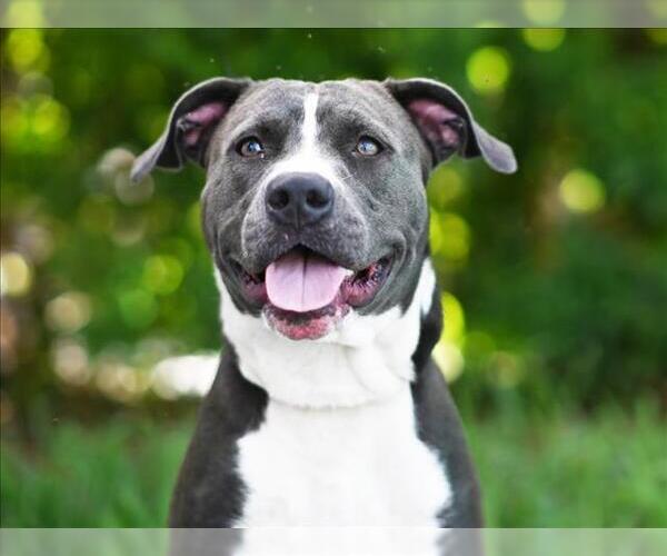 Medium Photo #1 American Pit Bull Terrier Puppy For Sale in Tavares, FL, USA