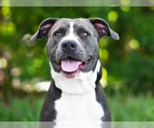 American Pit Bull Terrier Dogs for adoption in Tavares, FL, USA