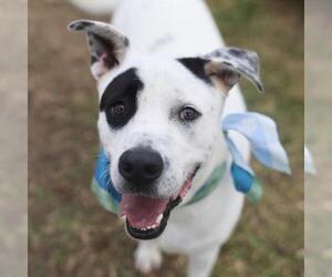 LALO - Male American Staffordshire Terrier-Unknown Mix Dog for Adoption - Photo #2