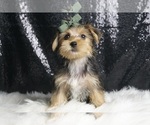 Small #1 Morkie