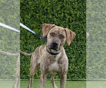 Small Plott Hound Mix