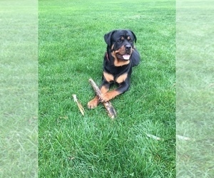 Father of the Rottweiler puppies born on 04/10/2019