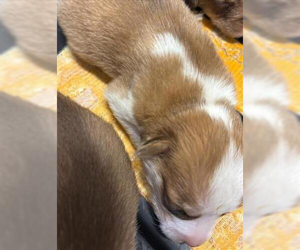 Medium Photo #1 Siberian Husky Puppy For Sale in Houston, TX, USA