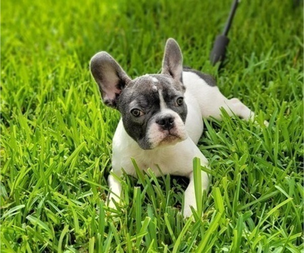 Medium Photo #1 French Bulldog Puppy For Sale in FORT MYERS, FL, USA