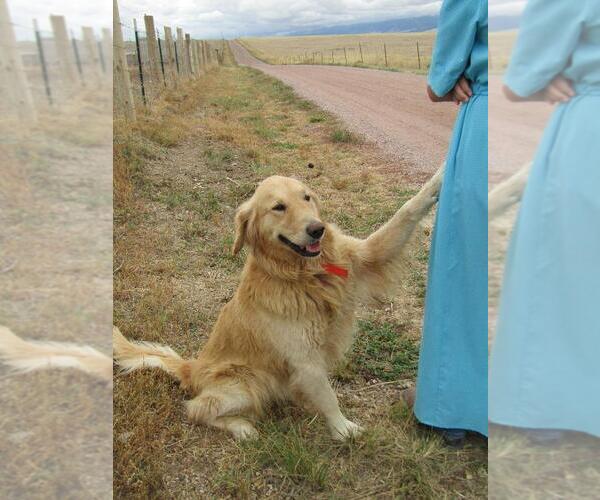 Medium Photo #1 Golden Retriever Puppy For Sale in WESTCLIFFE, CO, USA