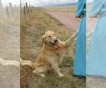 Small Photo #1 Golden Retriever Puppy For Sale in WESTCLIFFE, CO, USA