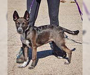 Mochi - Female Australian Kelpie-German Shepherd Dog Mix Dog for Adoption - Photo #2