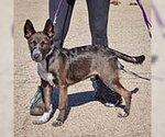 Small Photo #2 Australian Kelpie-German Shepherd Dog Mix Puppy For Sale in Huntley, IL, USA
