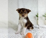 Small #3 Miniature Australian Shepherd-Pomsky Mix