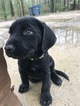 Small Photo #8 German Shorthaired Lab Puppy For Sale in FRIENDSWOOD, TX, USA