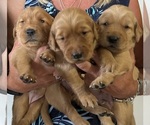 Small Golden Retriever