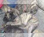 Puppy Wavy Brindle Daniff