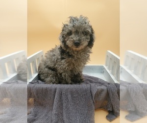 Poodle (Miniature) Puppy for sale in GOSHEN, IN, USA