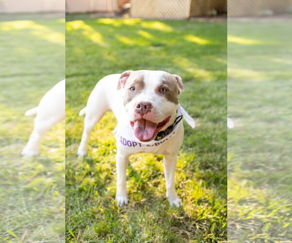 Medium Photo #2 American Pit Bull Terrier-Unknown Mix Puppy For Sale in Crete, IL, USA