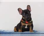 Small Photo #4 French Bulldog Puppy For Sale in PURCHASE, NY, USA