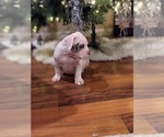 Small Photo #7 American Bully Puppy For Sale in ANTIOCH, CA, USA