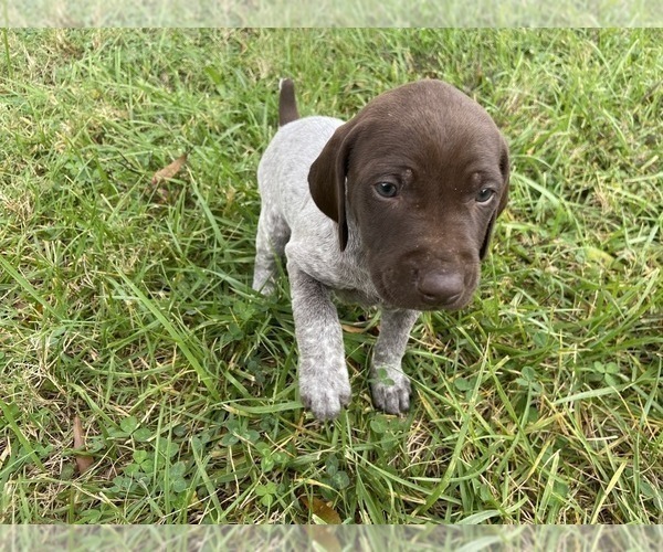 Medium Photo #18 German Shorthaired Pointer Puppy For Sale in CONCORD, NC, USA
