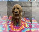 Small Photo #2 Goldendoodle-Poodle (Standard) Mix Puppy For Sale in RICHMOND, IL, USA