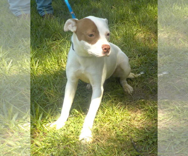 Medium Photo #3 American Pit Bull Terrier-Unknown Mix Puppy For Sale in Wetumpka, AL, USA