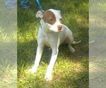 Small #2 American Pit Bull Terrier Mix