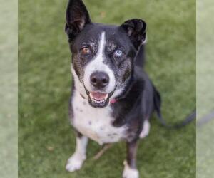 Collie-Unknown Mix Dogs for adoption in San Diego, CA, USA