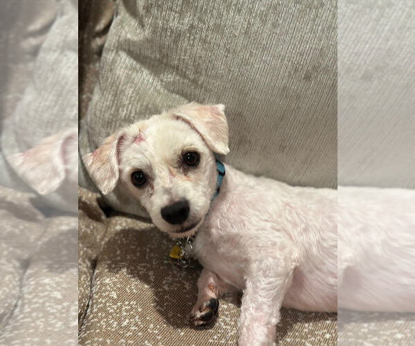 Medium Photo #4 Maltese-Unknown Mix Puppy For Sale in Plymouth, MN, USA