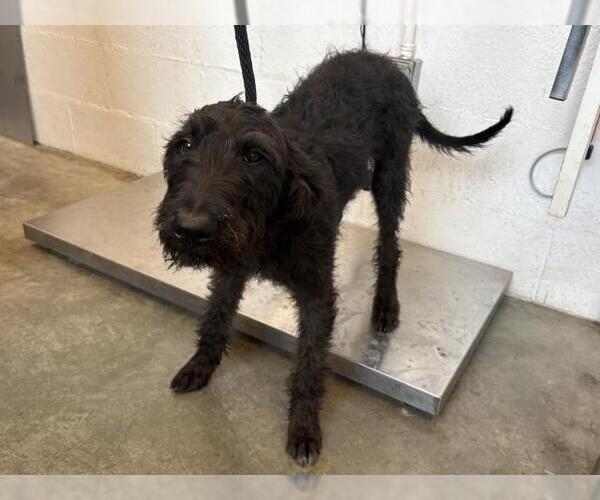 Medium Photo #1 Airedale Terrier-Unknown Mix Puppy For Sale in Corona, CA, USA